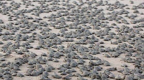 turtle-tsunami turtle-tsunami