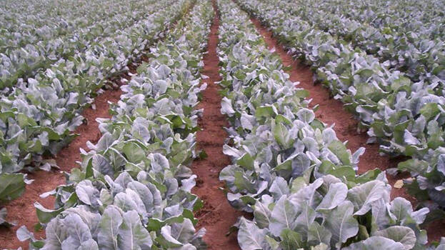 cauliflower- cauliflower-