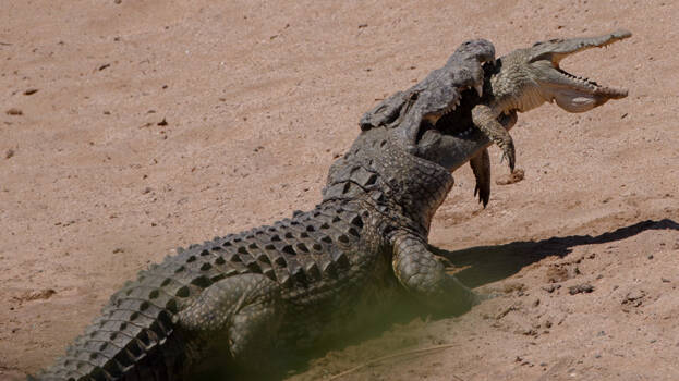 crocodile- crocodile-