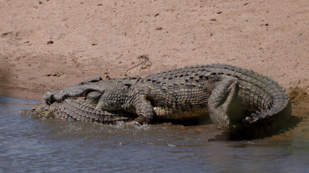 crocodile- crocodile-