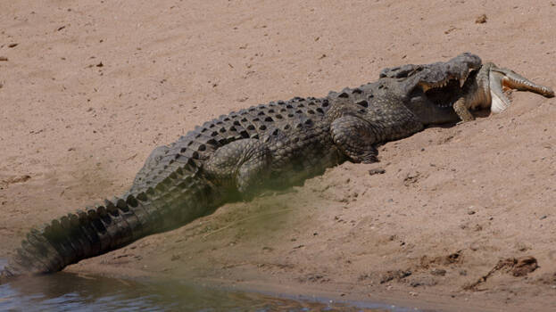 crocodile- crocodile-