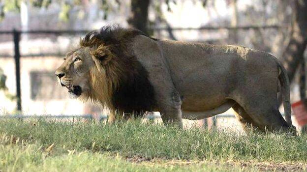 lion-killed-girl lion-killed-girl