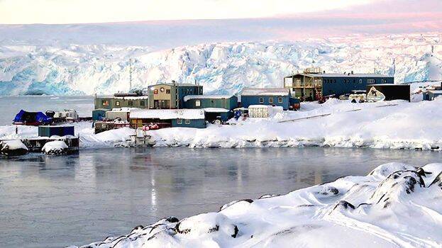 antarctica antarctica