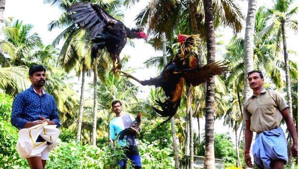 poru-kozhi poru-kozhi