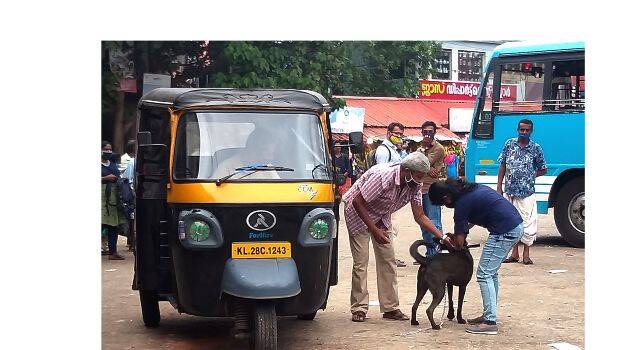 dog-mallappally dog-mallappally