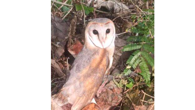 29-velli-moonga 29-velli-moonga