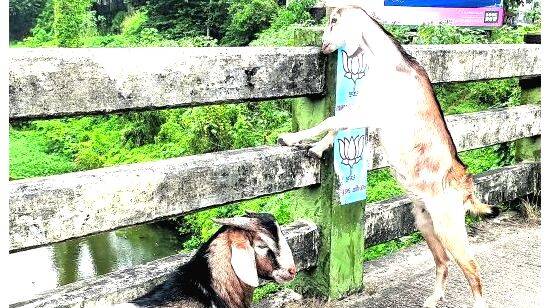 local-body-election local-body-election