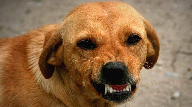 street-dog street-dog