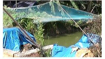 fish-stolen-temple-pond fish-stolen-temple-pond