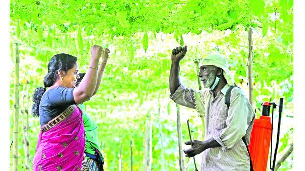 local-body-election local-body-election