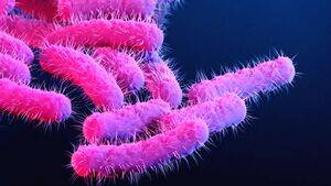 shigella shigella