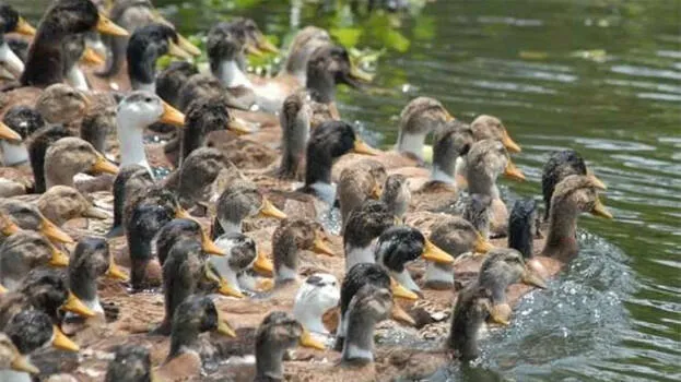 avian-flu
