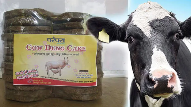 cow