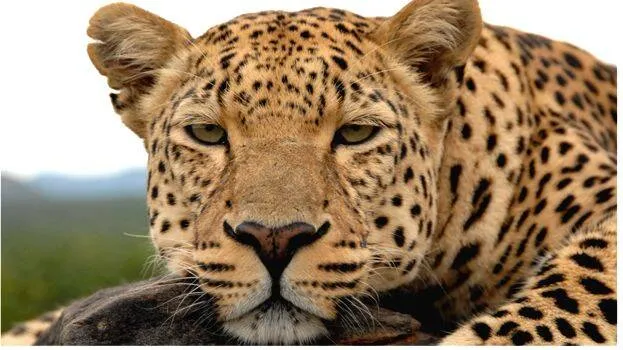 leopard-