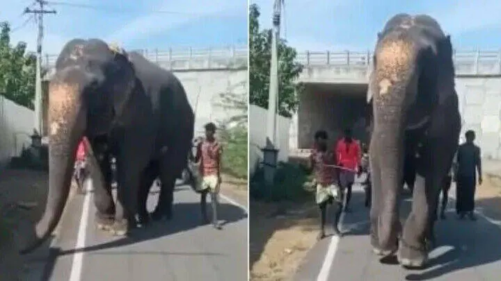 elephant