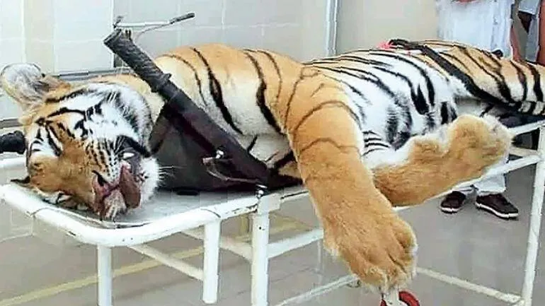 avani-the-tiger