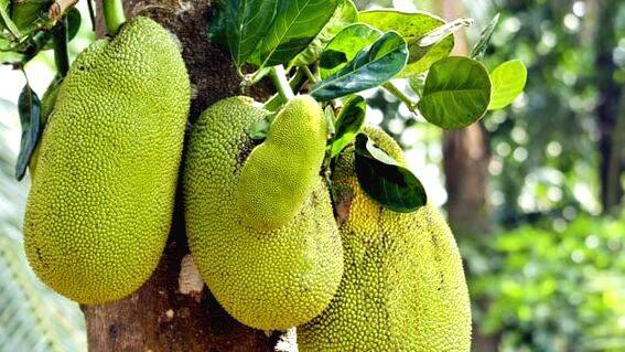 jackfruit jackfruit