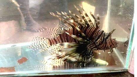 lion-fish lion-fish