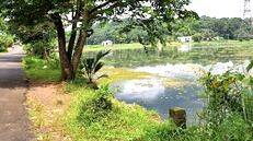 kalambattuchira kalambattuchira