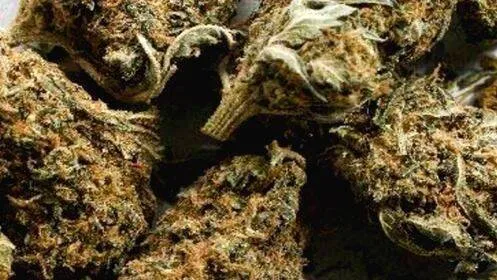 ganja