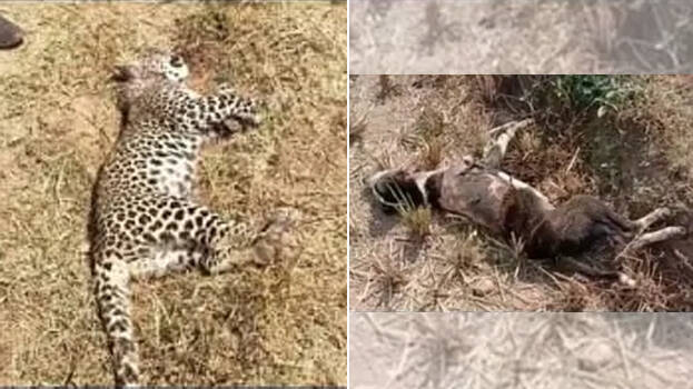 leopard-vs-stray-dog leopard-vs-stray-dog