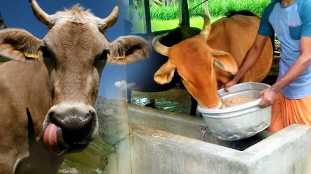 cattle-feeds cattle-feeds