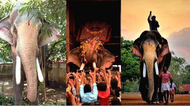 thechikkoottukavu- thechikkoottukavu-