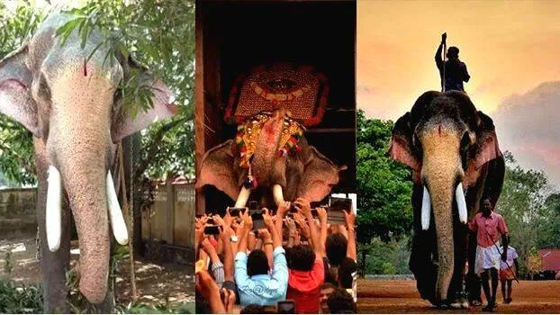 thechikkoottukavu-