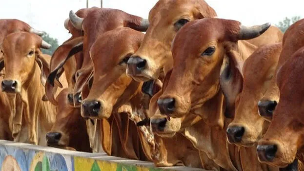 cow