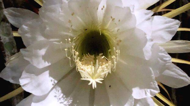 moonflower-cactus moonflower-cactus