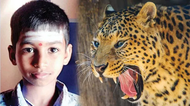 leopard-attack