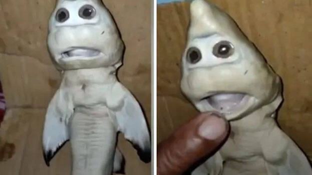 baby-shark baby-shark