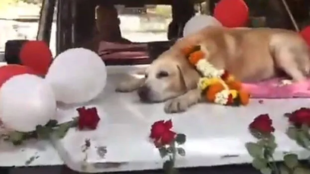 sniffer-dog