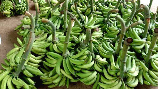 banana-farmers banana-farmers