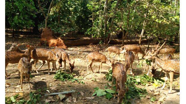 deer-rehabilitation-centr deer-rehabilitation-centr