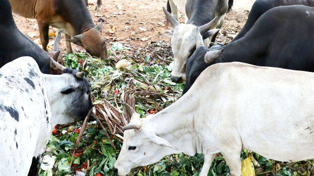 thekkinkad thekkinkad