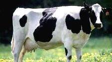 cow cow