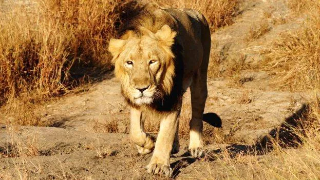 lion