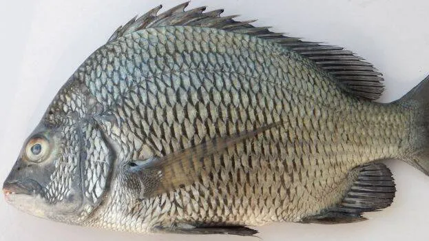 fish