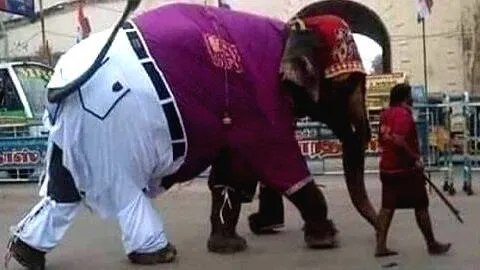 elephant