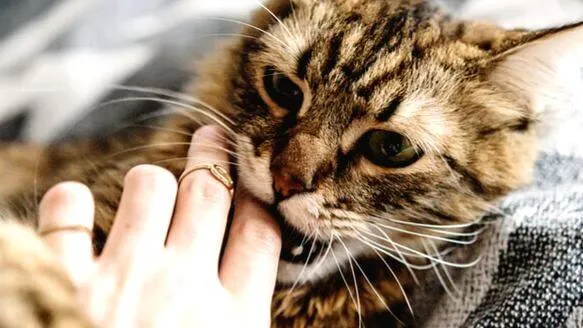 cat-bite