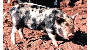 african-pig