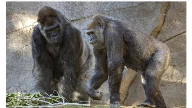 great-apes
