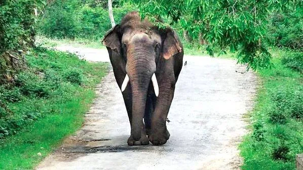 wild-animalas-