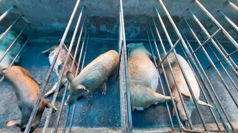 pig
