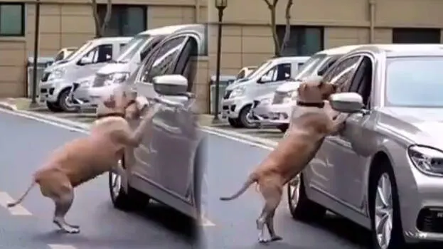 dog