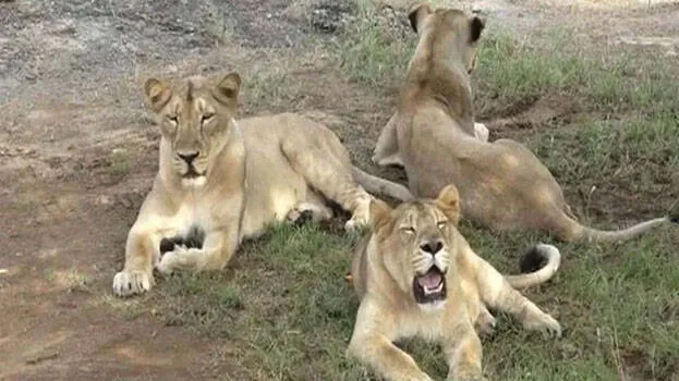 lion