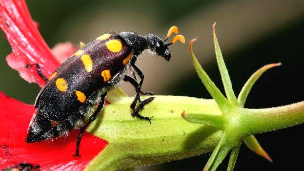 blister-beetle