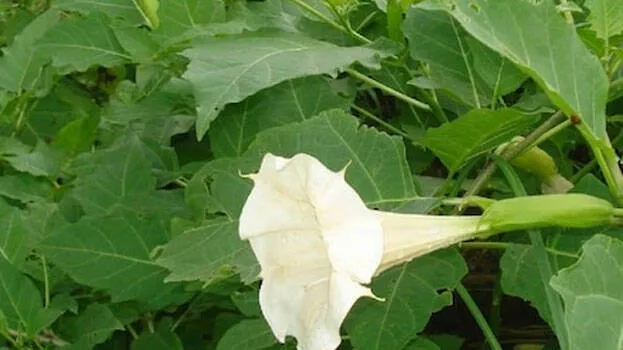 ummam