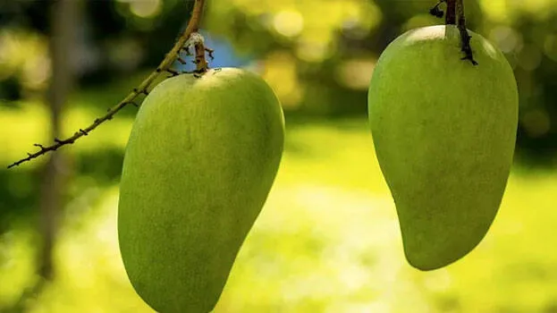 mangos